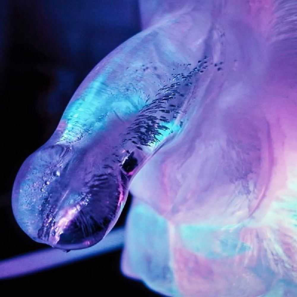 Huge Penis Ice Luge Freeze At Home NA